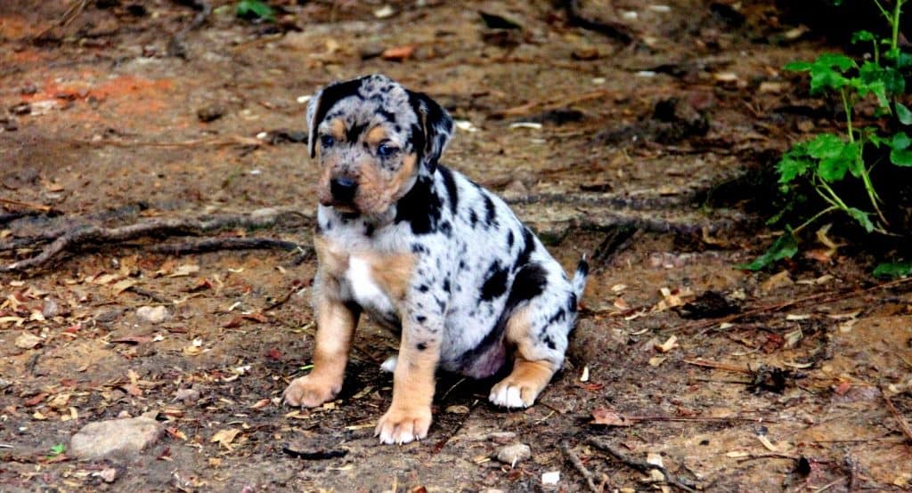Catahoula Puppy