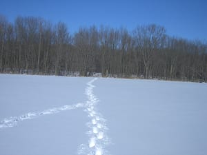 tracks-in-snow-converge