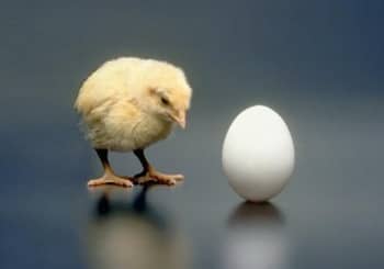 wordpress development chicken-egg problem