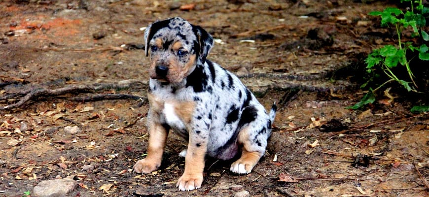 Catahoula Puppy | PHP object-oriented programming Dog class